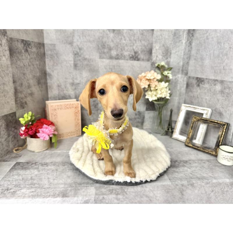 成約済の愛知県のミックス犬-410594の2枚目