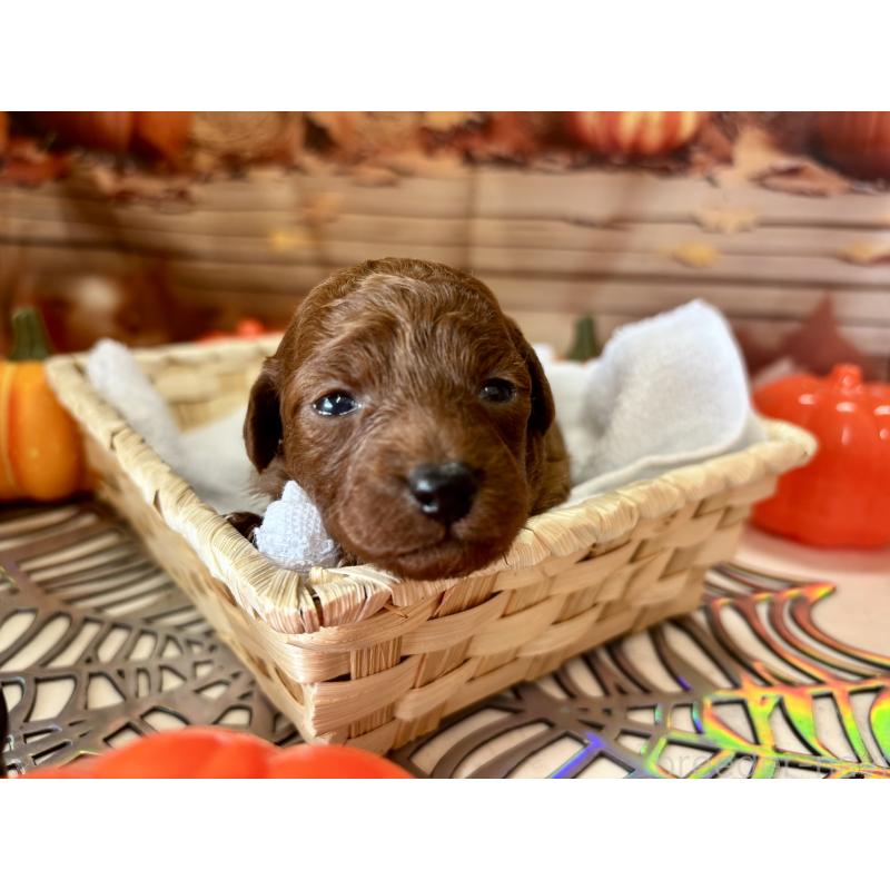 販売中の栃木県のトイプードル-423220