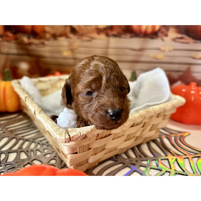 販売中の栃木県のトイプードル-423220の5枚目