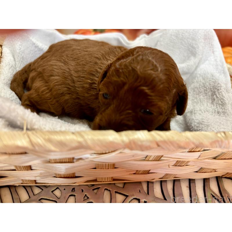 販売中の栃木県のトイプードル-423220の3枚目