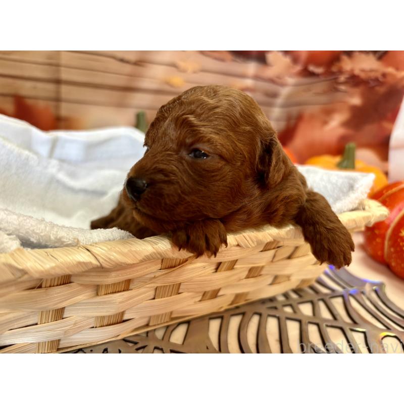 販売中の栃木県のトイプードル-423220の2枚目