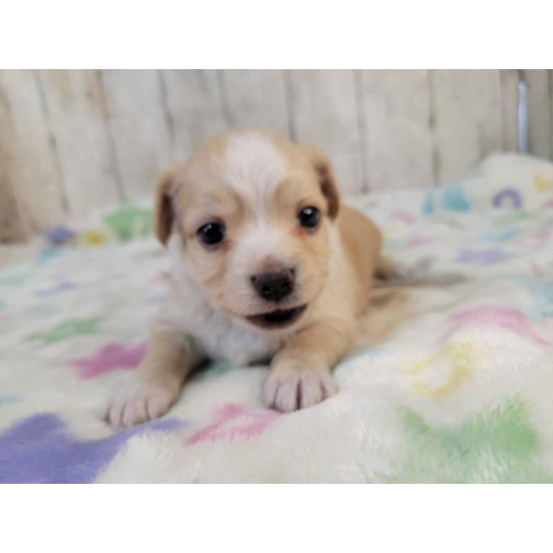 販売中の三重県のチワックス:チワワ×ミニチュアダックスフンド-423221の5枚目