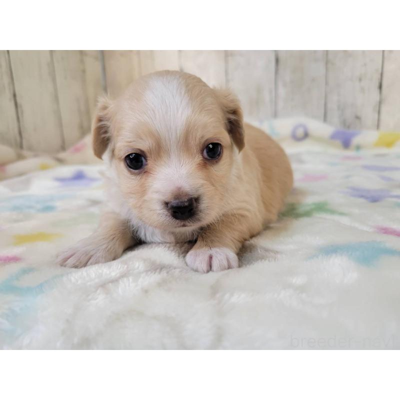 販売中の三重県のチワックス:チワワ×ミニチュアダックスフンド-423221の4枚目