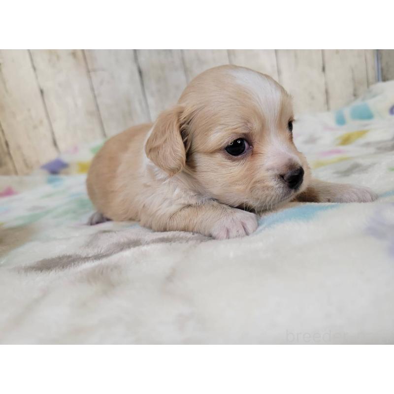 販売中の三重県のチワックス:チワワ×ミニチュアダックスフンド-423221の3枚目