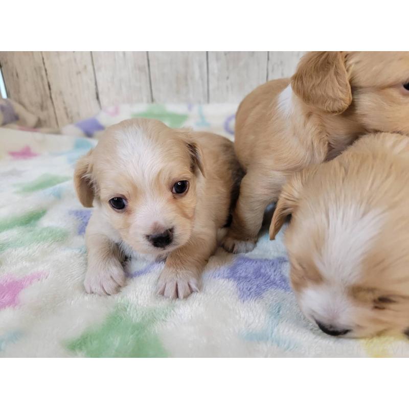 販売中の三重県のチワックス:チワワ×ミニチュアダックスフンド-423221の2枚目