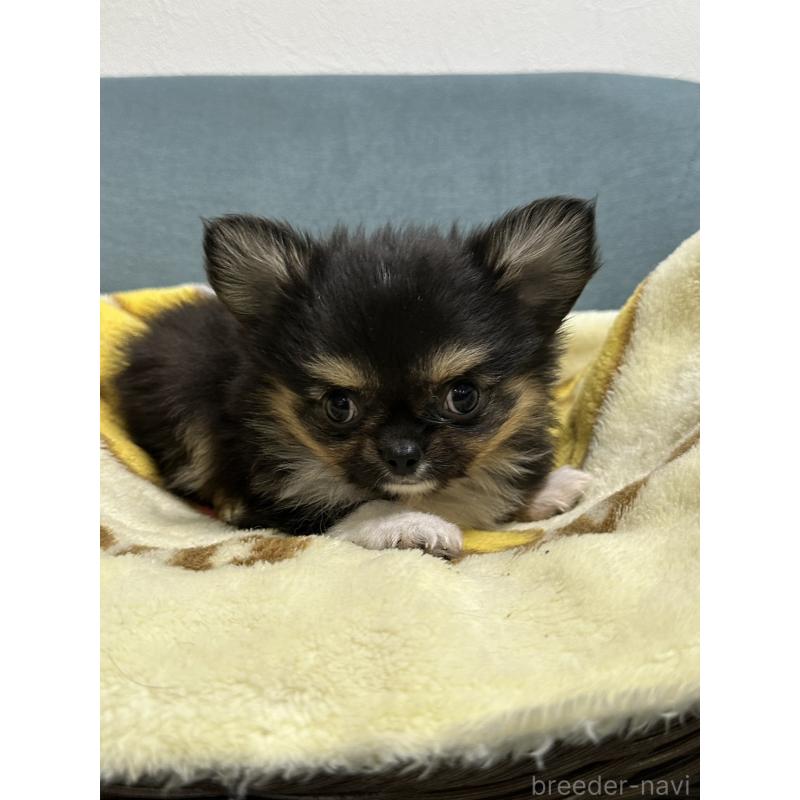 販売中の岡山県のチワワ(ロングコート)-414005の5枚目