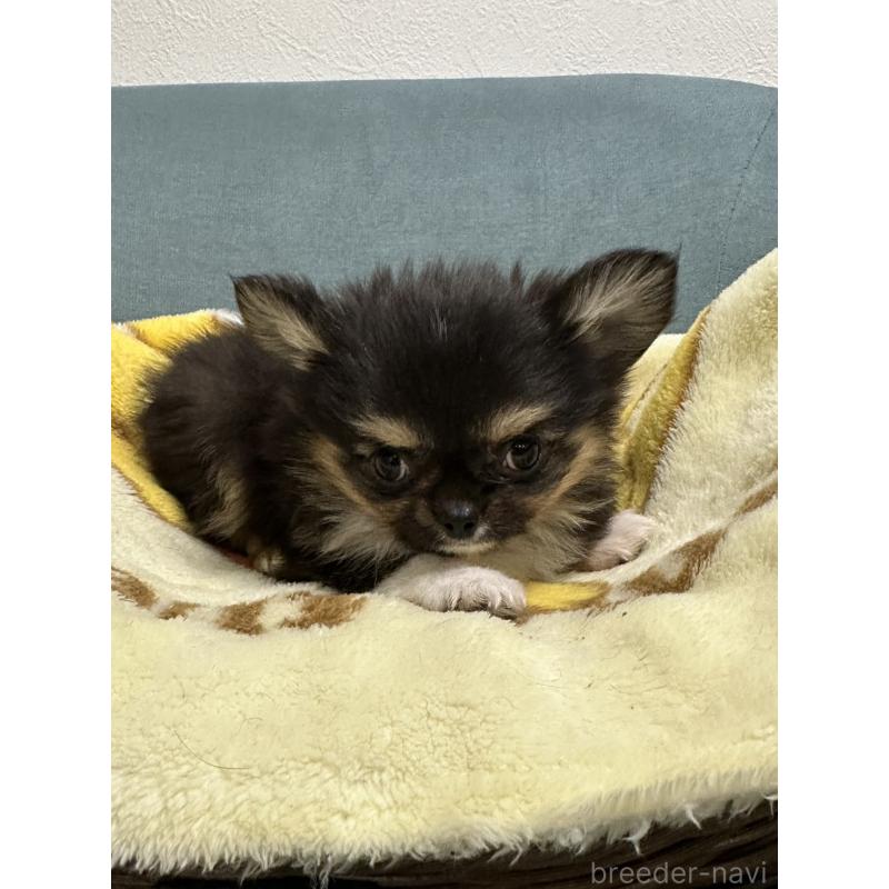 販売中の岡山県のチワワ(ロングコート)-414005の4枚目