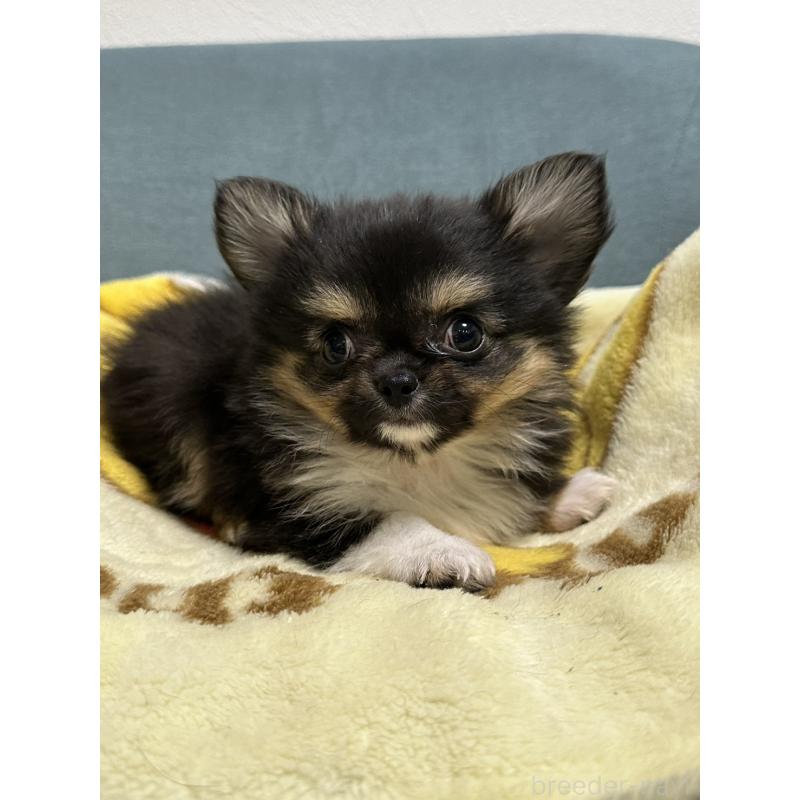 販売中の岡山県のチワワ(ロングコート)-414005の3枚目