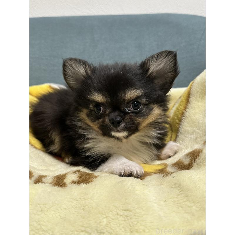 販売中の岡山県のチワワ(ロングコート)-414005の2枚目