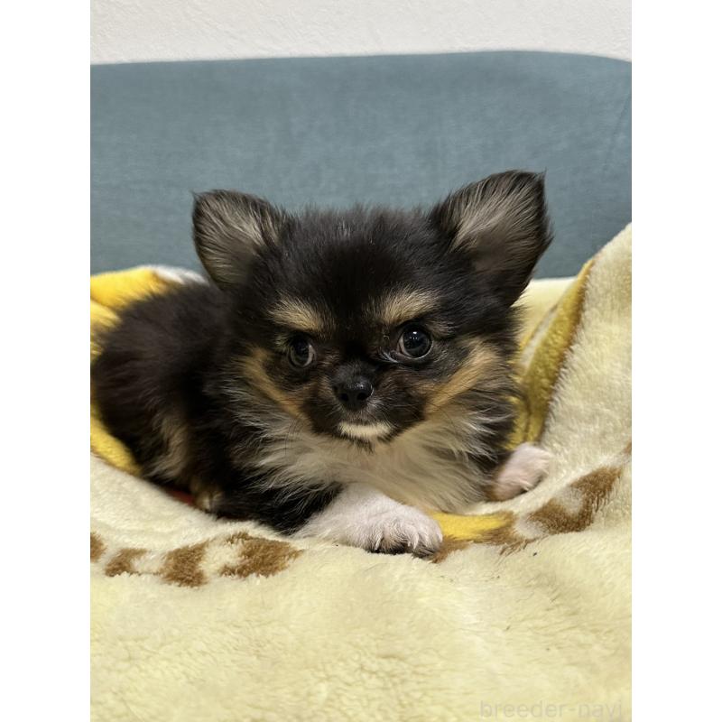 販売中の岡山県のチワワ(ロングコート)-414005