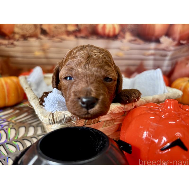 販売中ののトイプードル-423222