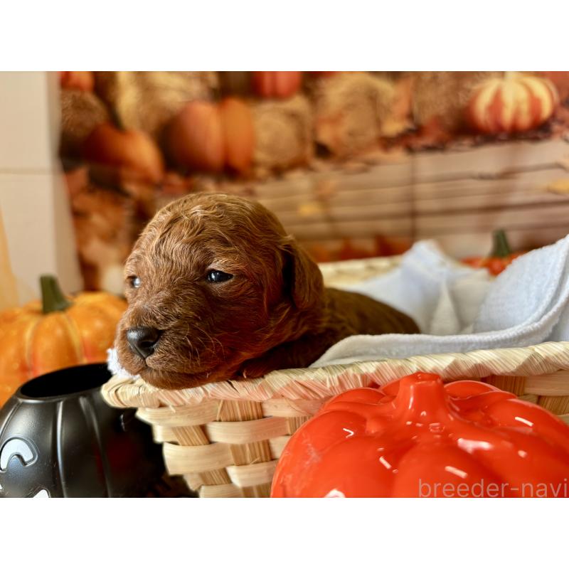 販売中の栃木県のトイプードル-423222の5枚目