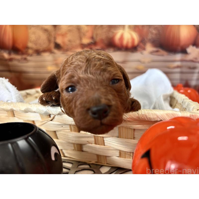 販売中の栃木県のトイプードル-423222の4枚目