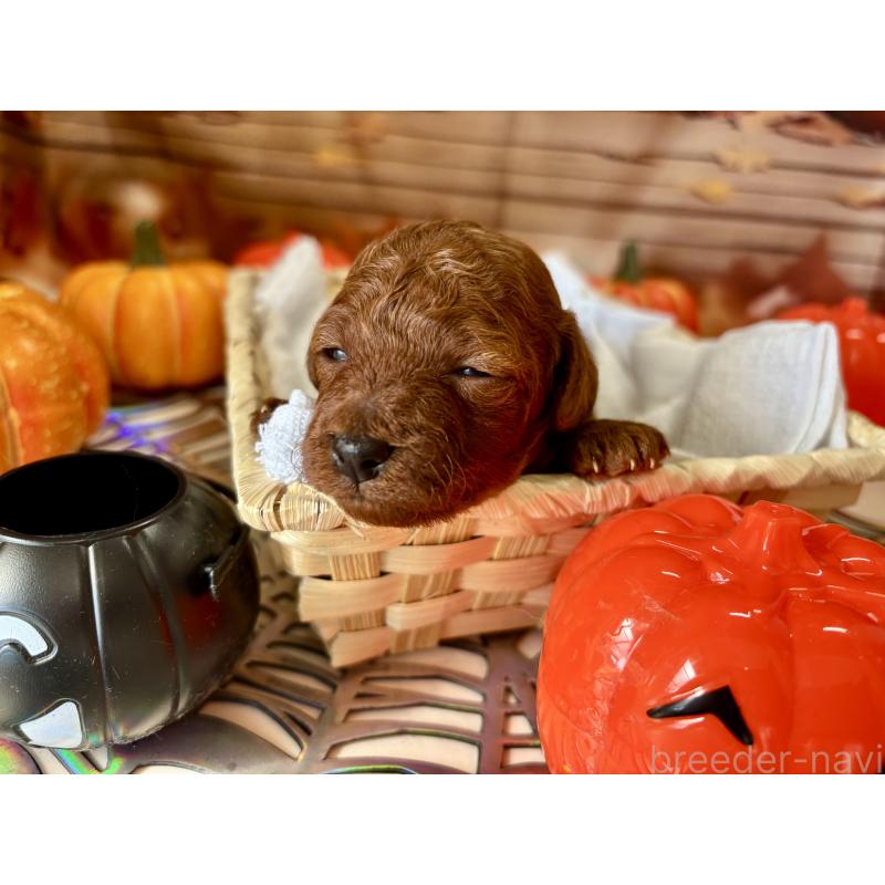 販売中の栃木県のトイプードル-423222の3枚目