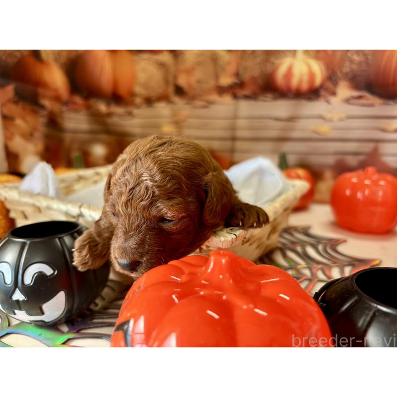 販売中の栃木県のトイプードル-423222の2枚目