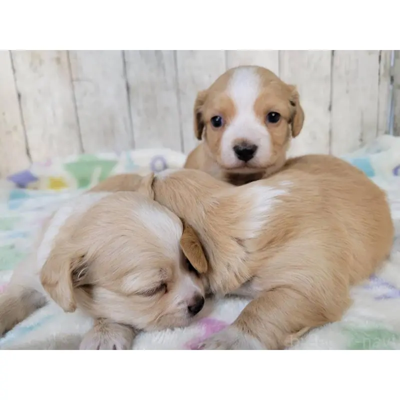 販売中の三重県のチワックス:チワワ×ミニチュアダックスフンド-423224の6枚目