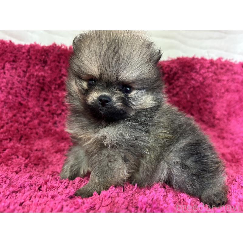 販売中の京都府のポメラニアン-423223の7枚目