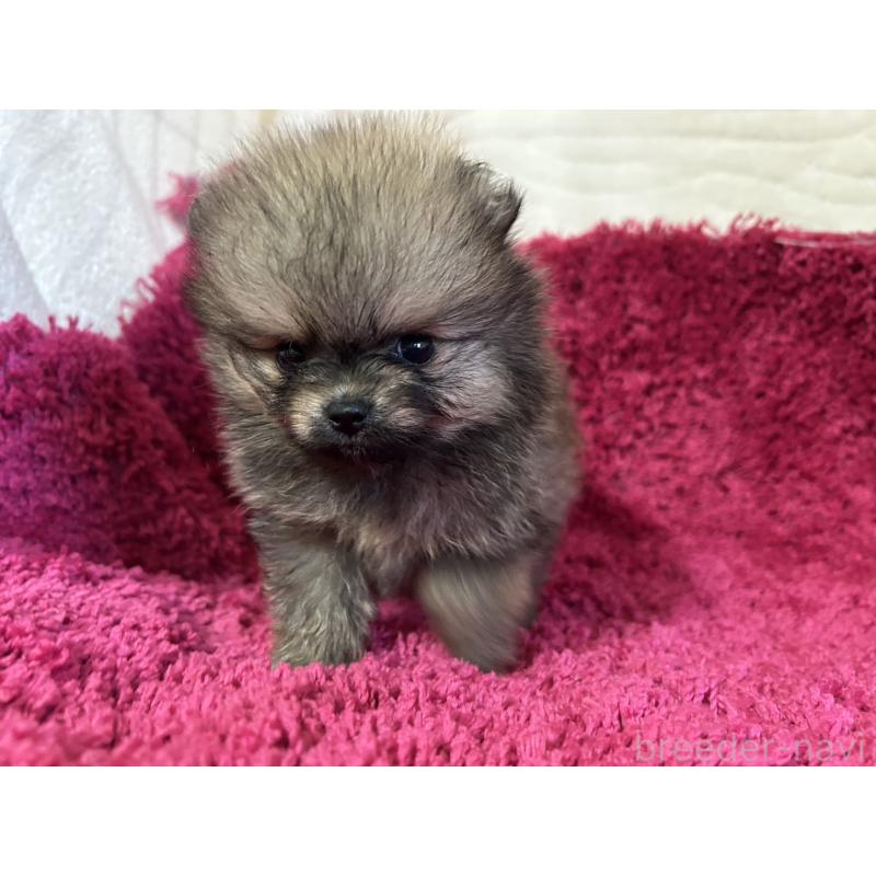 販売中の京都府のポメラニアン-423223の6枚目