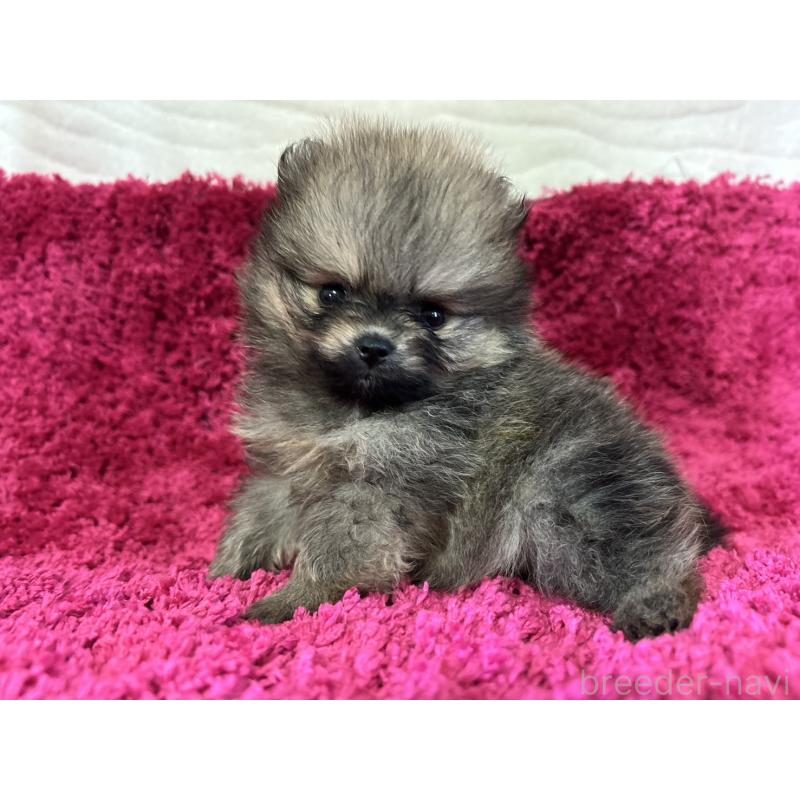 販売中の京都府のポメラニアン-423223