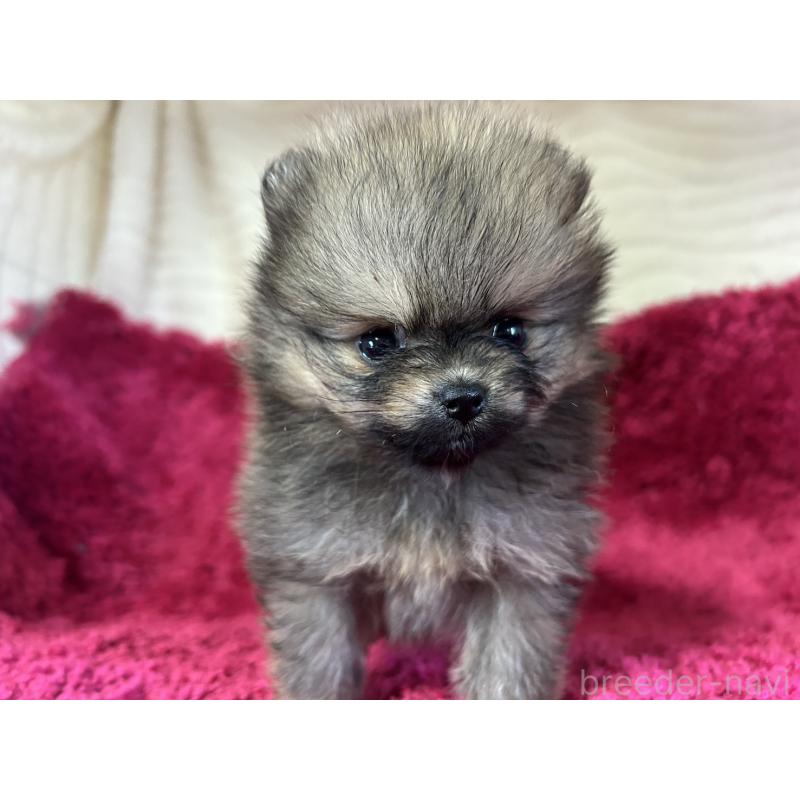 販売中の京都府のポメラニアン-423223の5枚目