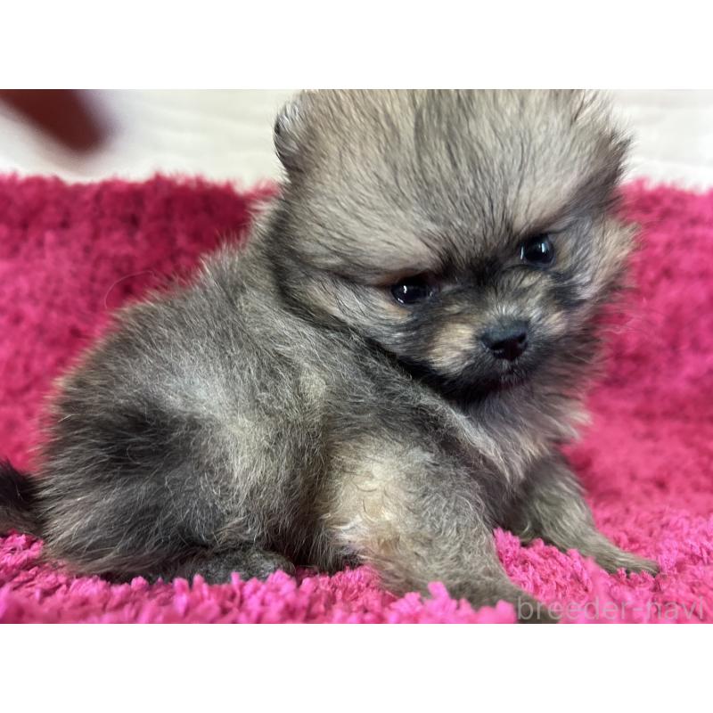 販売中の京都府のポメラニアン-423223の4枚目
