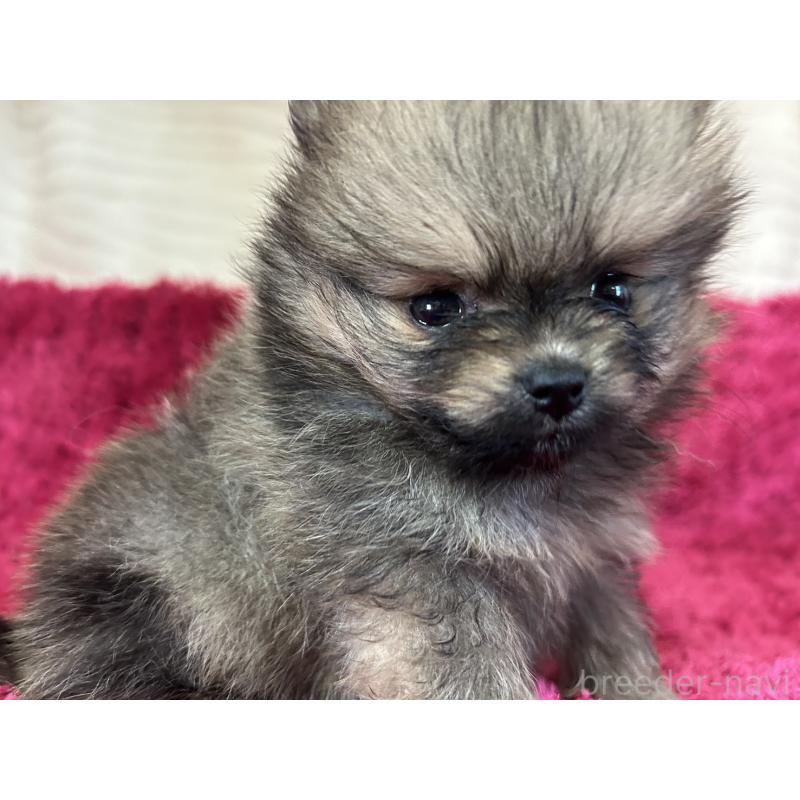 販売中の京都府のポメラニアン-423223の3枚目