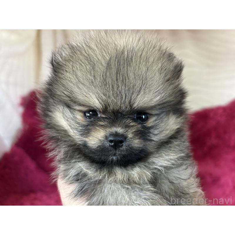 販売中の京都府のポメラニアン-423223の2枚目