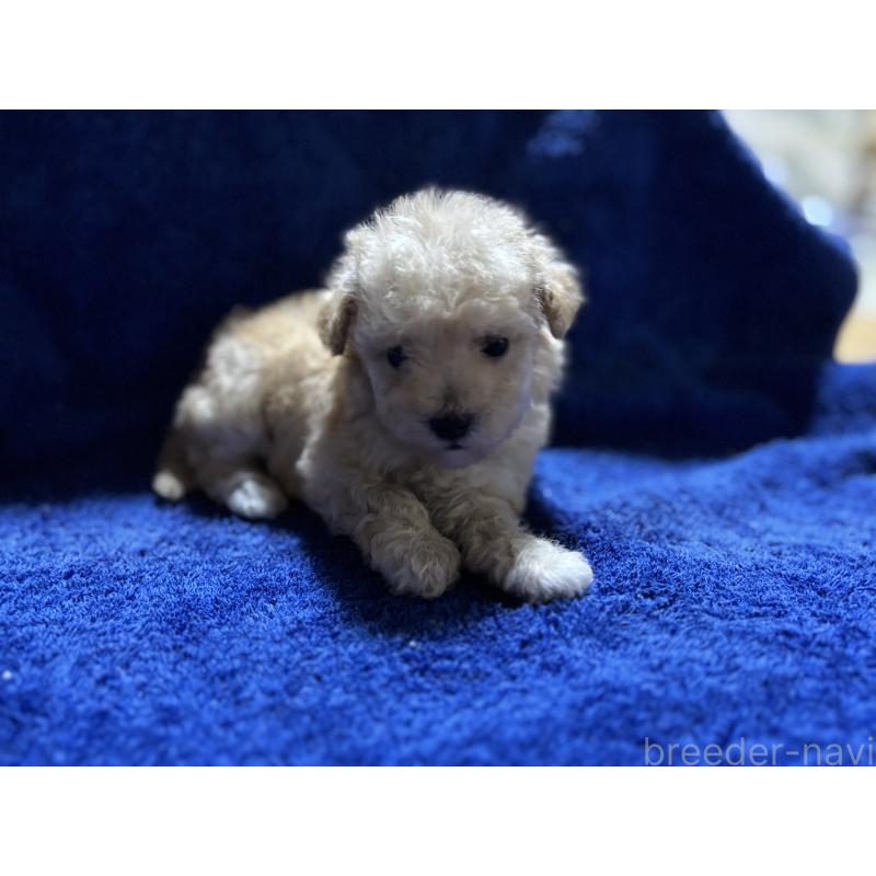 販売中の千葉県のティーカッププードル-418157の6枚目