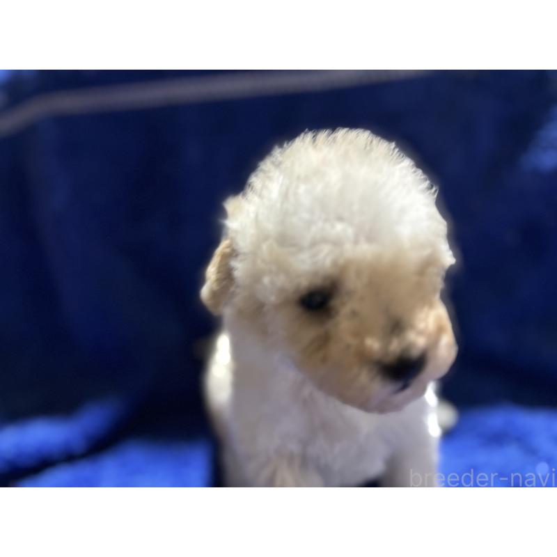 販売中の千葉県のティーカッププードル-418157の5枚目