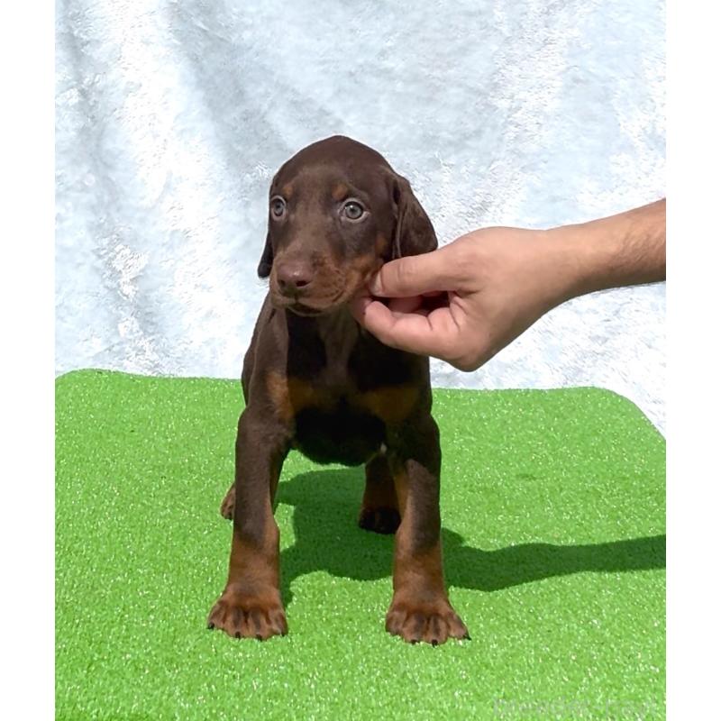 販売中の愛知県のドーベルマン-423227の5枚目