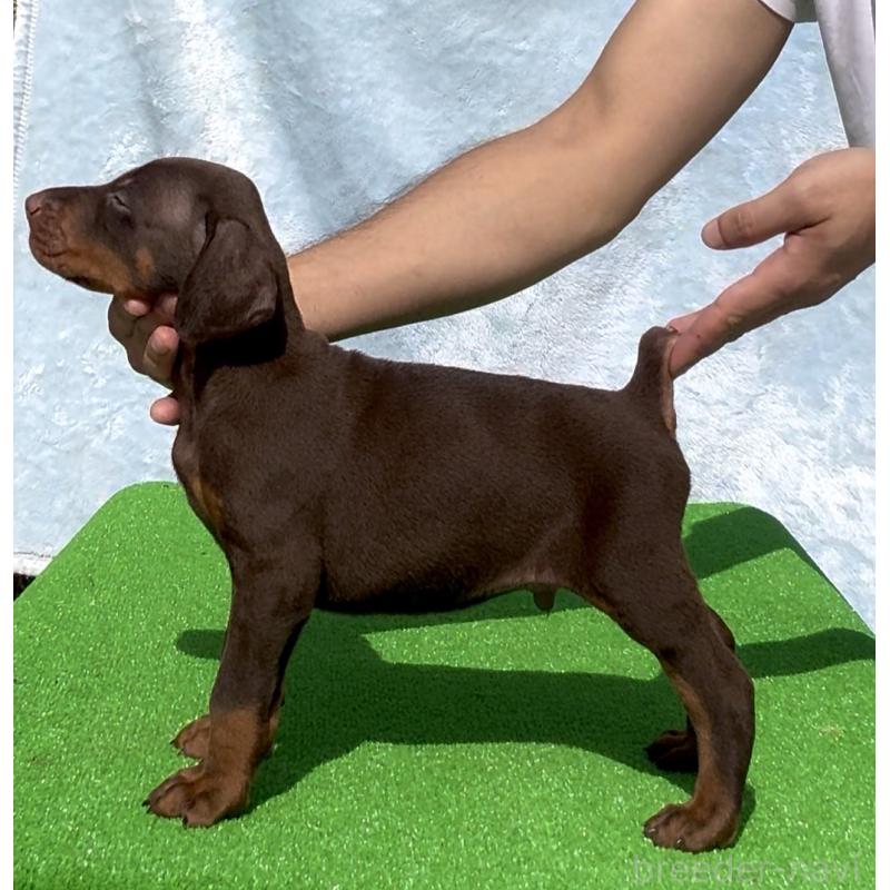 販売中の愛知県のドーベルマン-423227の4枚目