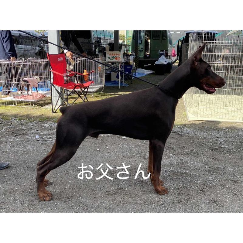 販売中の愛知県のドーベルマン-423227の3枚目