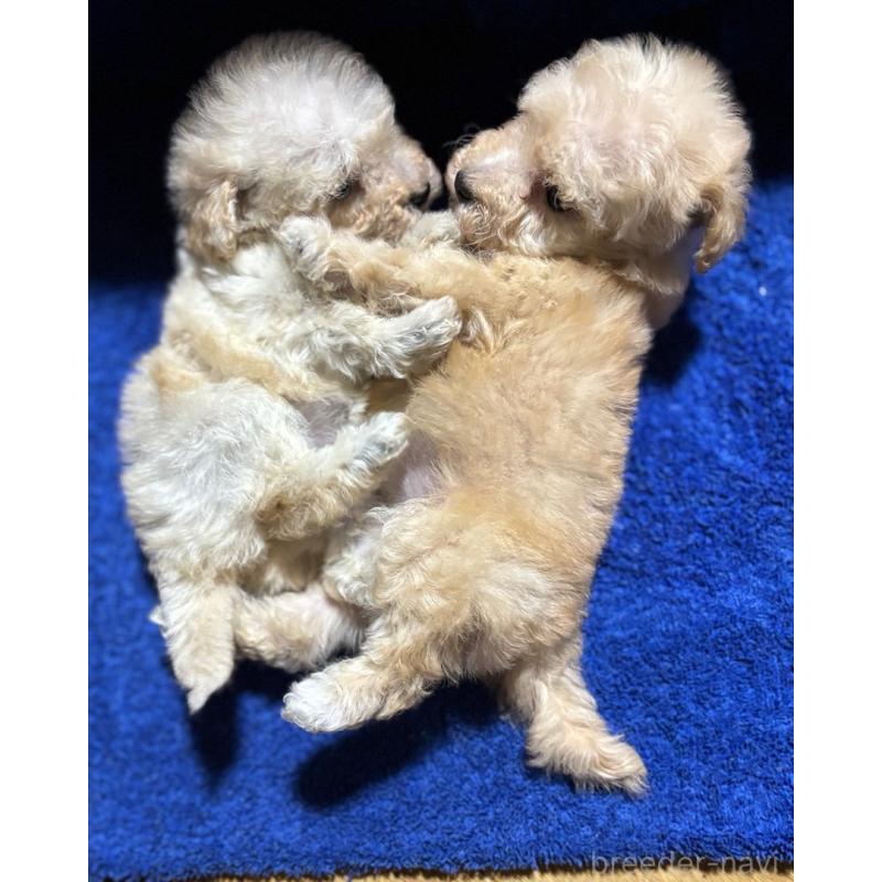 販売中の千葉県のティーカッププードル-418160の4枚目