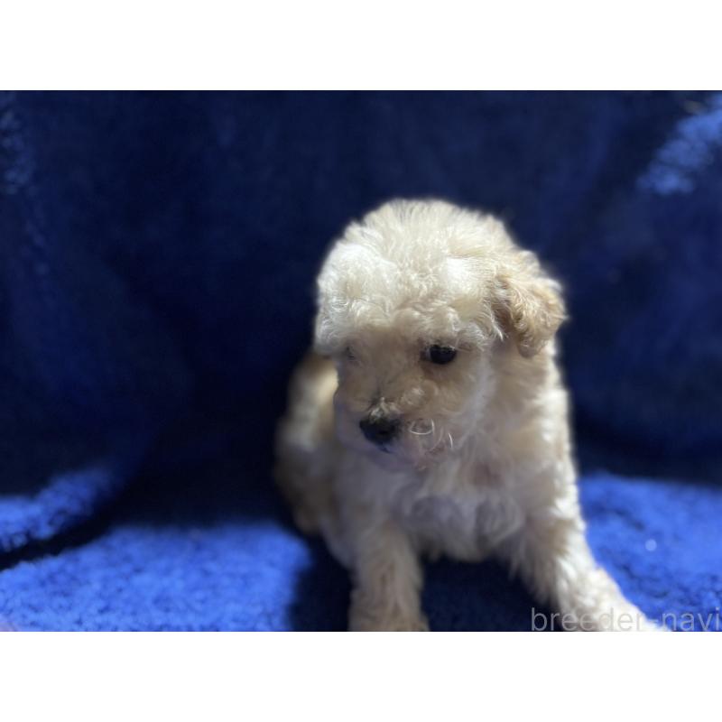 販売中の千葉県のティーカッププードル-418160の3枚目