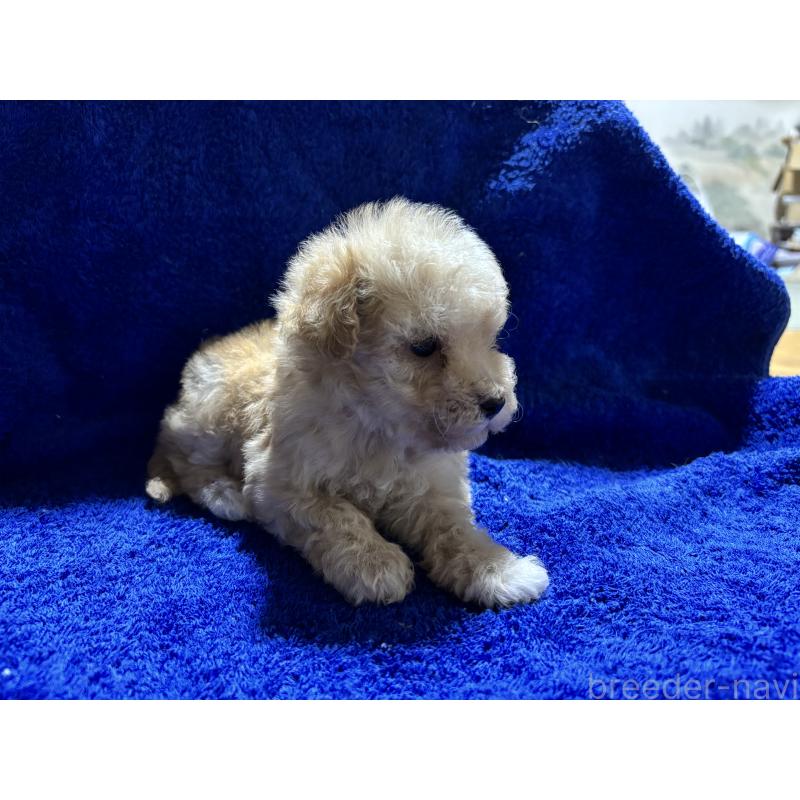 販売中の千葉県のティーカッププードル-418160の2枚目