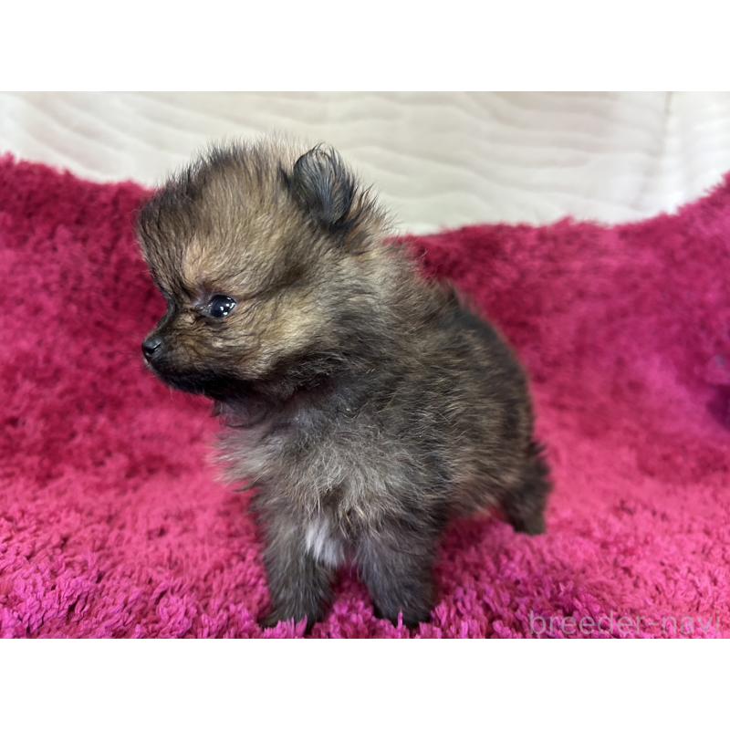 販売中の京都府のポメラニアン-423226の7枚目