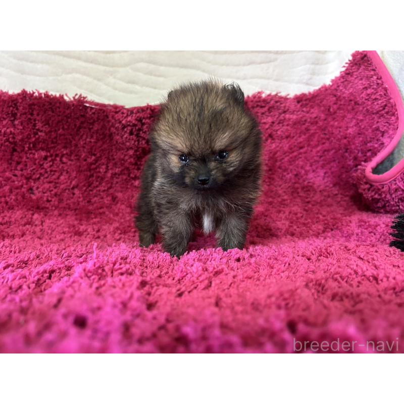 販売中の京都府のポメラニアン-423226の6枚目
