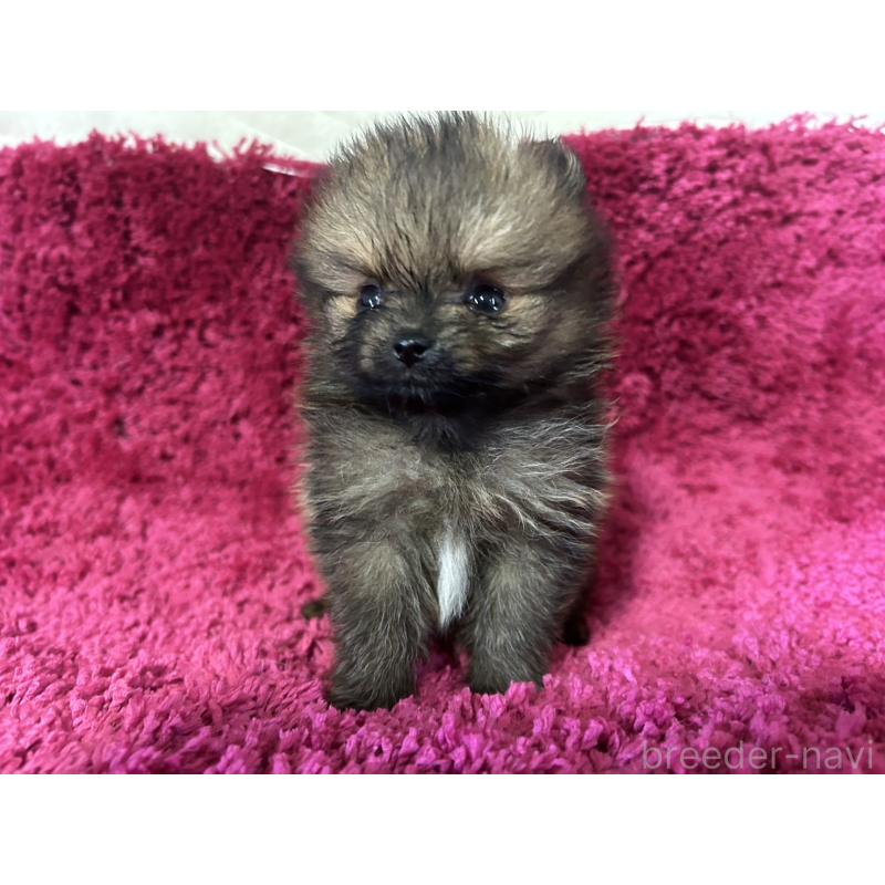 販売中の京都府のポメラニアン-423226の5枚目