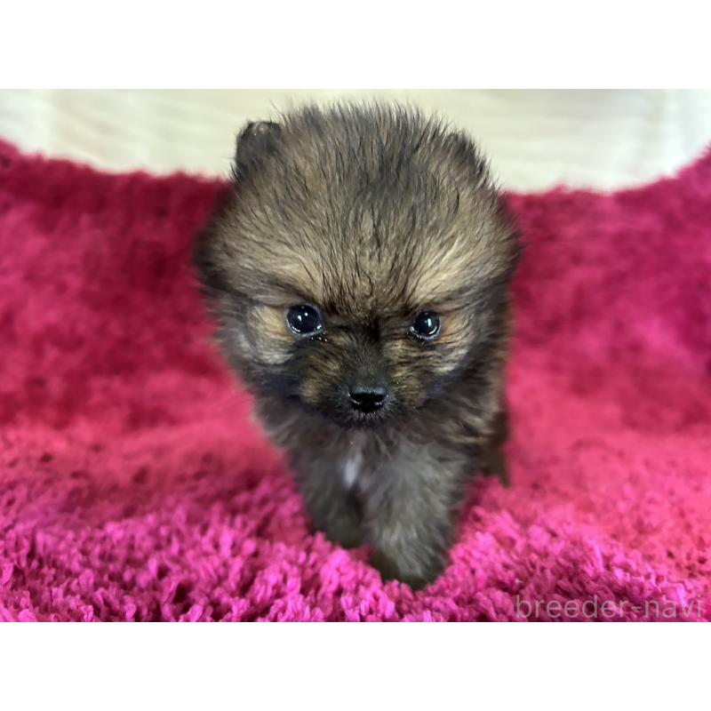 販売中の京都府のポメラニアン-423226の4枚目