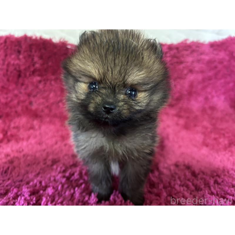販売中の京都府のポメラニアン-423226の1枚目