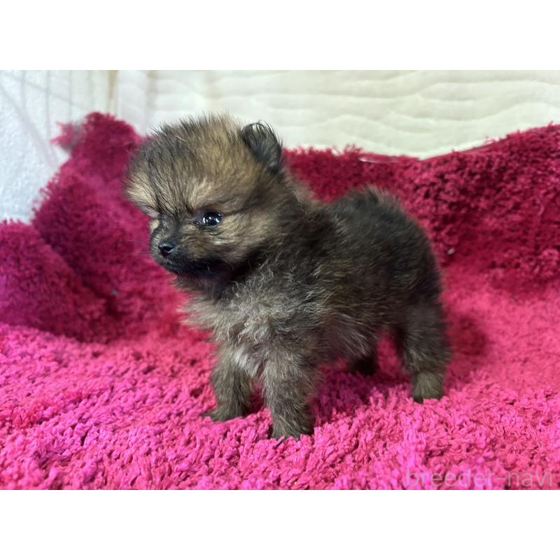 販売中の京都府のポメラニアン-423226の3枚目