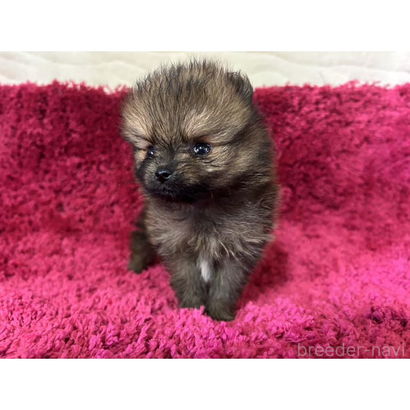 販売中の京都府のポメラニアン-423226の2枚目