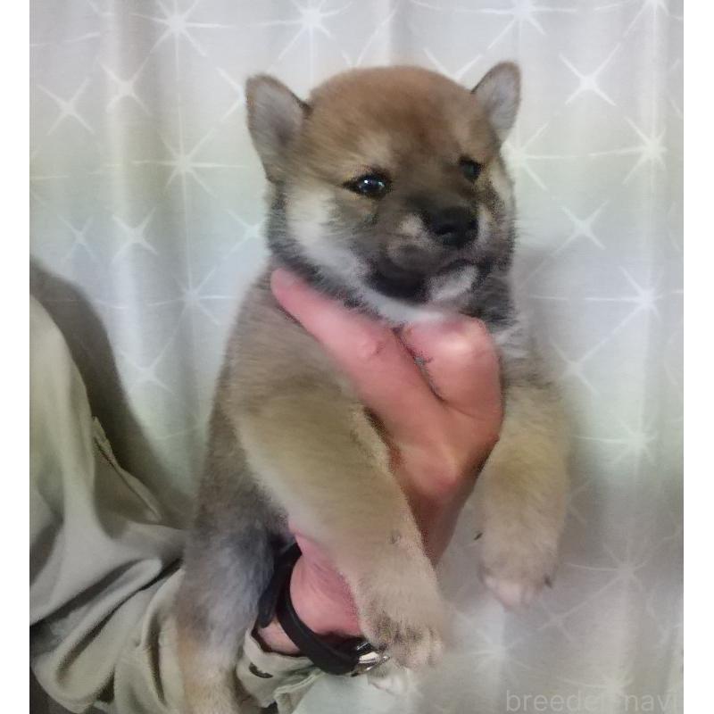 販売中の大分県の柴犬-423293の5枚目