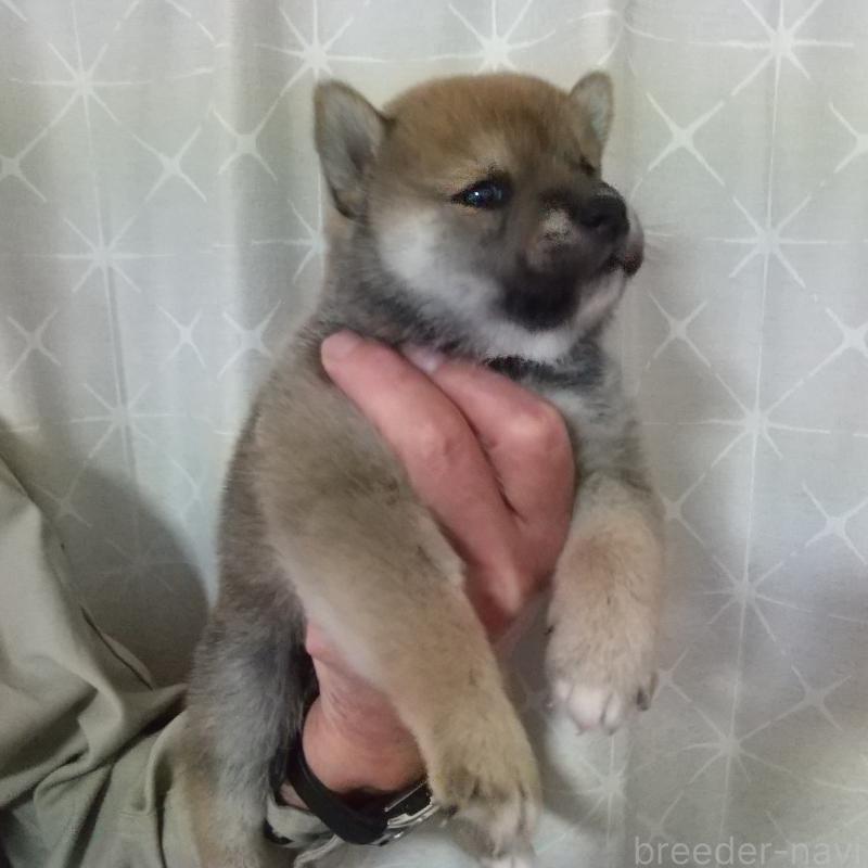 販売中の大分県の柴犬-423293の4枚目