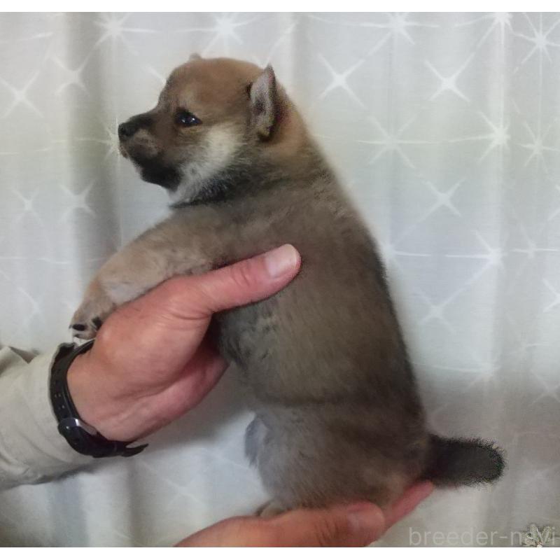 販売中の大分県の柴犬-423293の3枚目