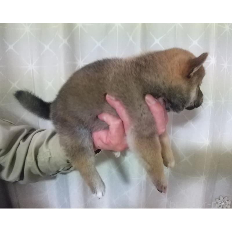 販売中の大分県の柴犬-423293の2枚目