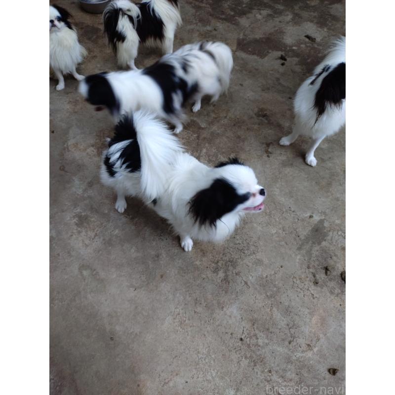 販売中の愛媛県の狆 (チン)-423234の2枚目