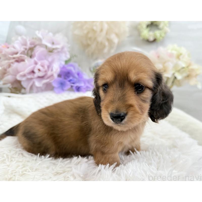 販売中の京都府のミニチュアダックスフンド(ロングヘアード)-423232の9枚目