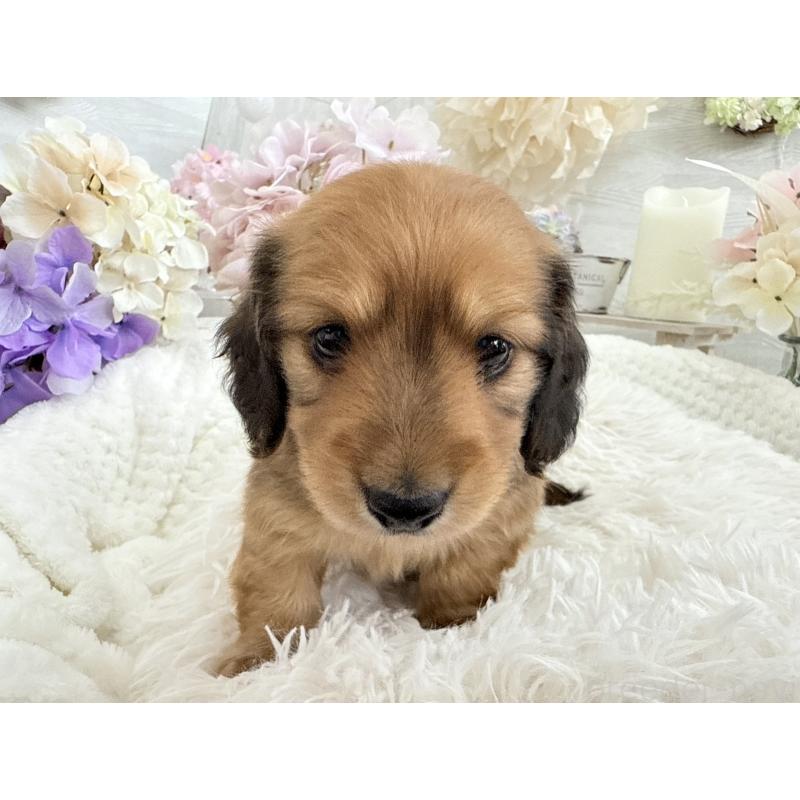 販売中の京都府のミニチュアダックスフンド(ロングヘアード)-423232の8枚目