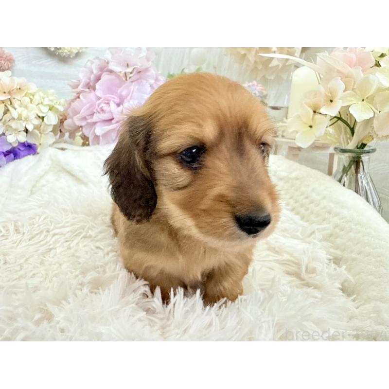 販売中の京都府のミニチュアダックスフンド(ロングヘアード)-423232の7枚目